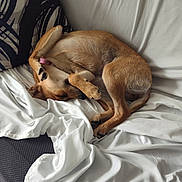 Olive joined the competition — help win amazing prizes! blanket, brown_dog, canine, carpet, comfort, couch, cozy, curled_up, dog, fur, home, indoor, napping, paw, pet, pillow, relaxed, resting, sleeping, white_sheet