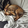 blanket, brown_dog, canine, carpet, comfort, couch, cozy, curled_up, dog, fur, home, indoor, napping, paw, pet, pillow, relaxed, resting, sleeping, white_sheet