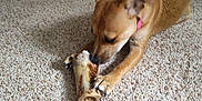Olive joined the competition — help win amazing prizes! animal, bone, brown_dog, canine, carpet, chewing, collar, cute, dog, floor, furniture, home, indoor, living_room, muzzle, paw, pet, reflection, relaxed, stone_fireplace