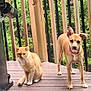 animal, brown_dog, cat, collar, curious, daylight, dog, fence, greenery, hand, nature, orange_cat, outdoor, person, pet, railing, standing, tattoo, tree, wooden_deck