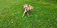 Olive is registered to the contest to win money with this photo: dog, grass, outdoor, pet, canine, playing, stick, harness, collar, greenery, happy, tongue_out, nature, field, daylight, animal, mammal, fur, ears, alert