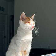 Chloe is registered to the contest to win money with this photo: cat, kitten, white_cat, orange_cat, sitting, indoor, bedspread, floral_pattern, sunlight, whiskers, pet, feline, curious, young_cat, domestic_animal, cute, animal_portrait, soft_light, shadow, looking_away