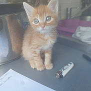 Simba participe au concours pour gagner de l'argent avec cette photo : kitten, cat, orange_tabby, pet, young, curious, indoor, kitchen, countertop, lighter, paper, small, feline, animal, cute, fur, whiskers, ears, eyes, domestic
