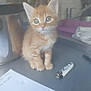 kitten, cat, orange_tabby, pet, young, curious, indoor, kitchen, countertop, lighter, paper, small, feline, animal, cute, fur, whiskers, ears, eyes, domestic