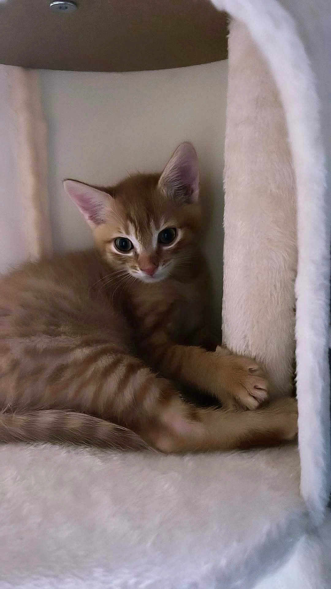 Simba