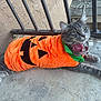 animal, balcony, black, cat, collar, concrete, costume, cute, flower, fluffy, gray_cat, green, halloween, metal_railing, orange, outdoor, pet, pumpkin, relaxed, wall