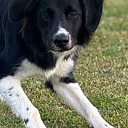 Yoda participe au concours pour gagner de l'argent avec cette photo : alert, animal, black_and_white, canine, daylight, dog, ears, eyes, friendly, fur, grass, mammal, nature, outdoor, park, paws, pet, playful, snout, young