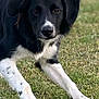 alert, animal, black_and_white, canine, daylight, dog, ears, eyes, friendly, fur, grass, mammal, nature, outdoor, park, paws, pet, playful, snout, young