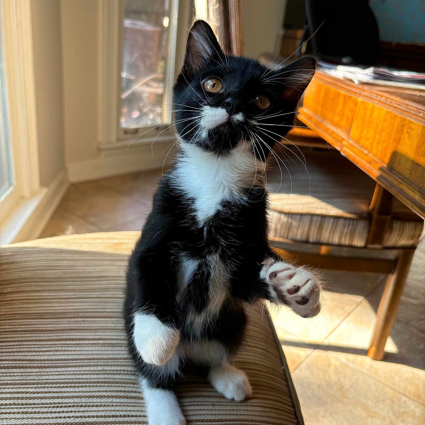 Smirk is registered to the contest to win money with this photo: abyssinian, animal, architecture, building, cat, couch, furniture, hardwood, indoors, interiordesign, kitten, livingroom, manx, pet, plywood, room, stainedwood, table, window, wood