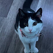 Yuno joined the competition — help win amazing prizes! alert, animal, black_and_white, cat, closeup, collar, curious, cute, domestic_cat, ears, feline, floor, housepet, indoor, looking_up, pet, tail, whiskers, wooden_floor, young_cat