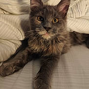 Baïa a rejoint le concours — aidez-le/la à gagner de superbes lots ! cat, gray_cat, pet, feline, animal, bed, blanket, fur, whiskers, ears, eyes, paws, resting, indoor, cozy, striped, cute, young_cat, mammal, sleepy