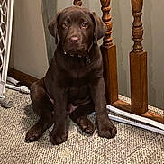 Oakley Jay is registered to the contest to win money with this photo: animal, brown, canine, carpet, chocolate_labrador, collar, cute, dog, domestic_animal, expression, floor, fur, home, indoor, looking_at_camera, pet, puppy, sitting, wooden_banisters, young_dog