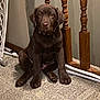animal, brown, canine, carpet, chocolate_labrador, collar, cute, dog, domestic_animal, expression, floor, fur, home, indoor, looking_at_camera, pet, puppy, sitting, wooden_banisters, young_dog
