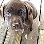 adorable, animal, brown_fur, canine, chocolate_labrador, close_up, cute, dog, domestic_animal, ears, floorboards, fur, looking_up, nose, outdoor, pet, puppy, small_dog, wooden_floor, young_dog