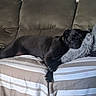 Token joined the competition — help win amazing prizes! animal, black_dog, canine, comfort, couch, cozy, dog, fur, furniture, gray_pillow, home, indoor, living_room, nap, pet, pillow, relaxed, resting, sleeping, striped_couch