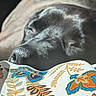 Token joined the competition — help win amazing prizes! animal, black_dog, blue, brown, close_up, comfort, cozy, dog, fabric, face, floral_pattern, indoor, nose, orange, peaceful, pet, relaxed, resting, sleeping, sunlight