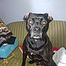 amber_eyes, animal, attention, black_dog, blanket, bone, box, companion, couch, dog, domestic, fabric, furniture, household, indoor, looking, pet, sitting, toy, wall