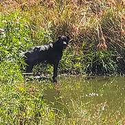 Token is registered to the contest to win money with this photo: animal, black_dog, daytime, dog, field, grass, greenery, looking, nature, outdoor, plants, pond, rural, scenery, standing, summer, sunlight, water, wetland, wildlife