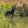 animal, black_dog, daytime, dog, field, grass, greenery, looking, nature, outdoor, plants, pond, rural, scenery, standing, summer, sunlight, water, wetland, wildlife