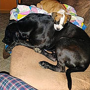 Token And Peaches is registered to the contest to win money with this photo: dogs, puppies, sleeping, couch, blanket, quilt, black_dog, tan_dog, white_markings, indoor, living_room, furniture, pet, canine, relaxed, nap, snuggling, collar, paws, plaid_clothing