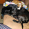 dogs, puppies, sleeping, couch, blanket, quilt, black_dog, tan_dog, white_markings, indoor, living_room, furniture, pet, canine, relaxed, nap, snuggling, collar, paws, plaid_clothing