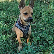 Baho participe au concours pour gagner de l'argent avec cette photo : alert, animal, black_muzzle, brown_fur, canine, collar, dog, facial_expression, grass, greenery, harness, leash, nature, outdoors, pet, pointed_ears, portrait, sitting, summer, vegetation