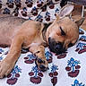 Baho a rejoint le concours — aidez-le/la à gagner de superbes lots ! animal, black_muzzle, brown_fur, chair, close_up, cushion, dog, floppy_ears, nap, outdoor, patterned_fabric, paws, pet, portrait, puppy, relaxed, resting, sleeping, terrace, tile_floor
