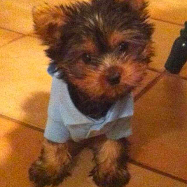 Louie is registered to the contest to win money with this photo: