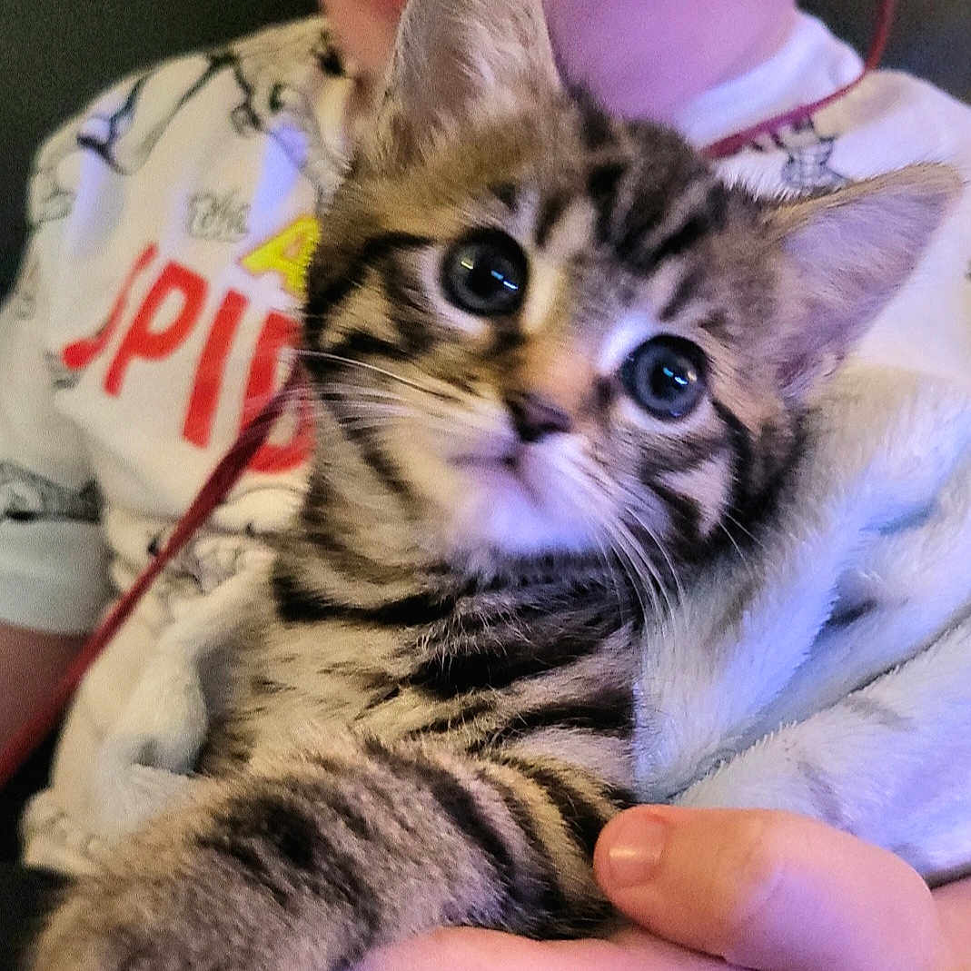 Tigg joined the competition — help win amazing prizes! abyssinian, accessories, animal, bodypart, cat, couch, face, finger, furniture, glasses, hand, head, kitten, manx, ocelot, person, pet, photography, portrait, siamese