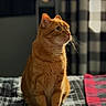 cat, orange_cat, tabby, indoor, bed, blanket, patterned_blanket, curtain, checkered_pattern, mirror, sunlight, whiskers, feline, pet, domestic_animal, animal, fur, sitting, profile_view, cozy