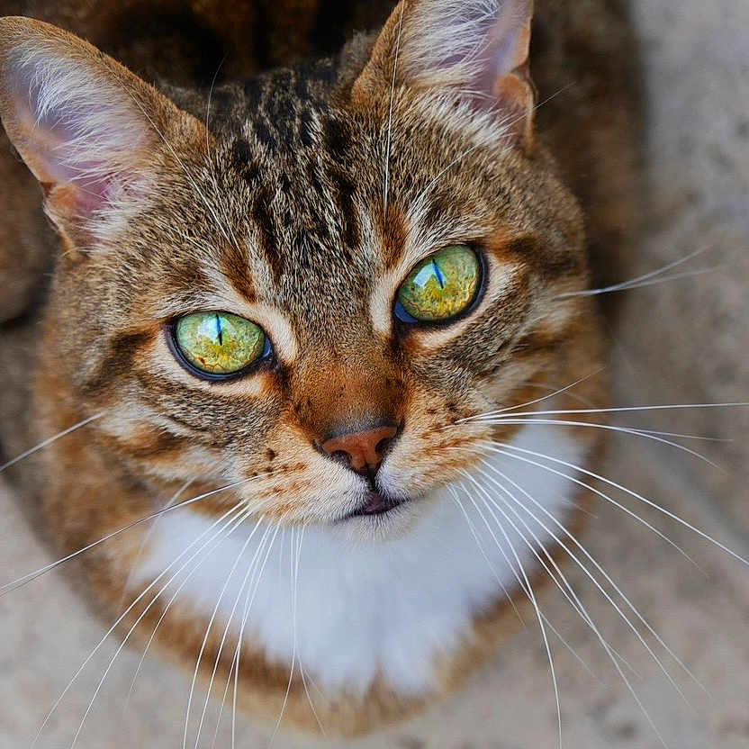 Loki is registered to the contest to win money with this photo: animal, background_blur, cat, close_up, cute, domestic_cat, ears, face, feline, fur, green_eyes, looking_up, mammal, nature, pet, portrait, soft_light, tabby, texture, whiskers
