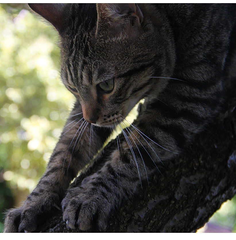 Loustic a rejoint le concours — aidez-le/la à gagner de superbes lots ! cat, tabby_cat, animal, pet, tree, branch, paw, fur, whiskers, outdoor, nature, closeup, mammal, portrait, green_background, focus, wildlife, cute, curious, climbing