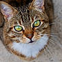 Loki participe au concours pour gagner de l'argent avec cette photo : cat, tabby, close_up, green_eyes, whiskers, fur, pet, animal, looking_up, face, ears, cute, mammal, domestic_cat, nature, portrait, feline, soft_light, texture, background_blur