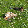 animal, cat, cats, collar, daisies, daylight, field, flora, flowers, grass, greenery, lying_down, nature, outdoor, pet, playful, relaxing, resting, summer, sunny