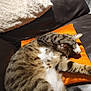 cat, tabby_cat, pet, sleeping, paw, couch, orange_pillow, fur, striped, relaxing, indoor, whiskers, cute, animal, mammal, feline, cozy, resting, soft, comfort