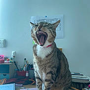 Loki a rejoint le concours — aidez-le/la à gagner de superbes lots ! cat, tabby, yawning, collar, indoor, desk, notebook, pen, paper, stationery, clutter, writing, study, office, feline, animal, pet, mouth_open, whiskers, fur