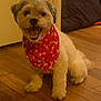 dog, bandana, red, bones_pattern, indoor, floor, wooden_floor, pet, smiling, fluffy, small_dog, cute, happy, sitting, animal, companion, domestic, fur, canine, portrait