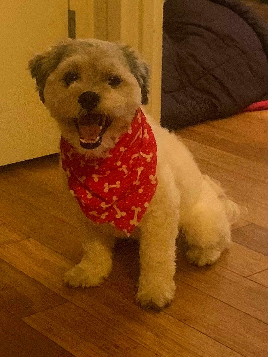 Chance is registered to the contest to win money with this photo: dog, bandana, red, bones_pattern, indoor, floor, wooden_floor, pet, smiling, fluffy, small_dog, cute, happy, sitting, animal, companion, domestic, fur, canine, portrait