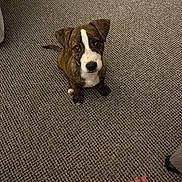Buddy is registered to the contest to win money with this photo: puppy, dog, carpet, brown, white, striped, floor, indoor, pet, animal, foot, toenails, painted_toenails, looking_up, cute, small, young, texture, home, curious