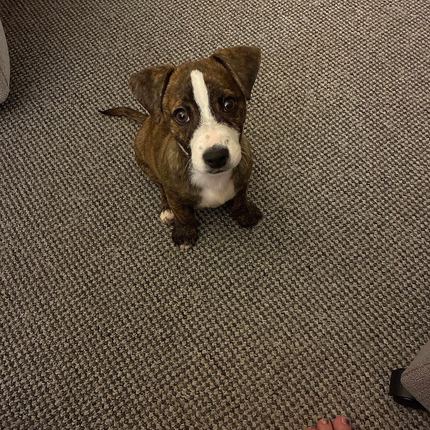 Buddy is registered to the contest to win money with this photo: animal, brown, carpet, curious, cute, dog, floor, foot, home, indoor, looking_up, painted_toenails, pet, puppy, small, striped, texture, toenails, white, young