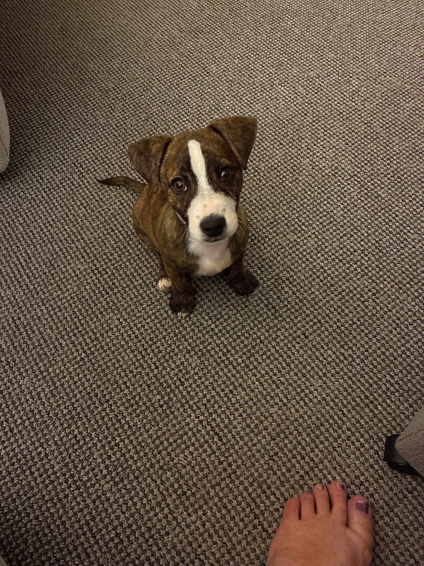 Buddy is registered to the contest to win money with this photo: puppy, dog, carpet, brown, white, striped, floor, indoor, pet, animal, foot, toenails, painted_toenails, looking_up, cute, small, young, texture, home, curious