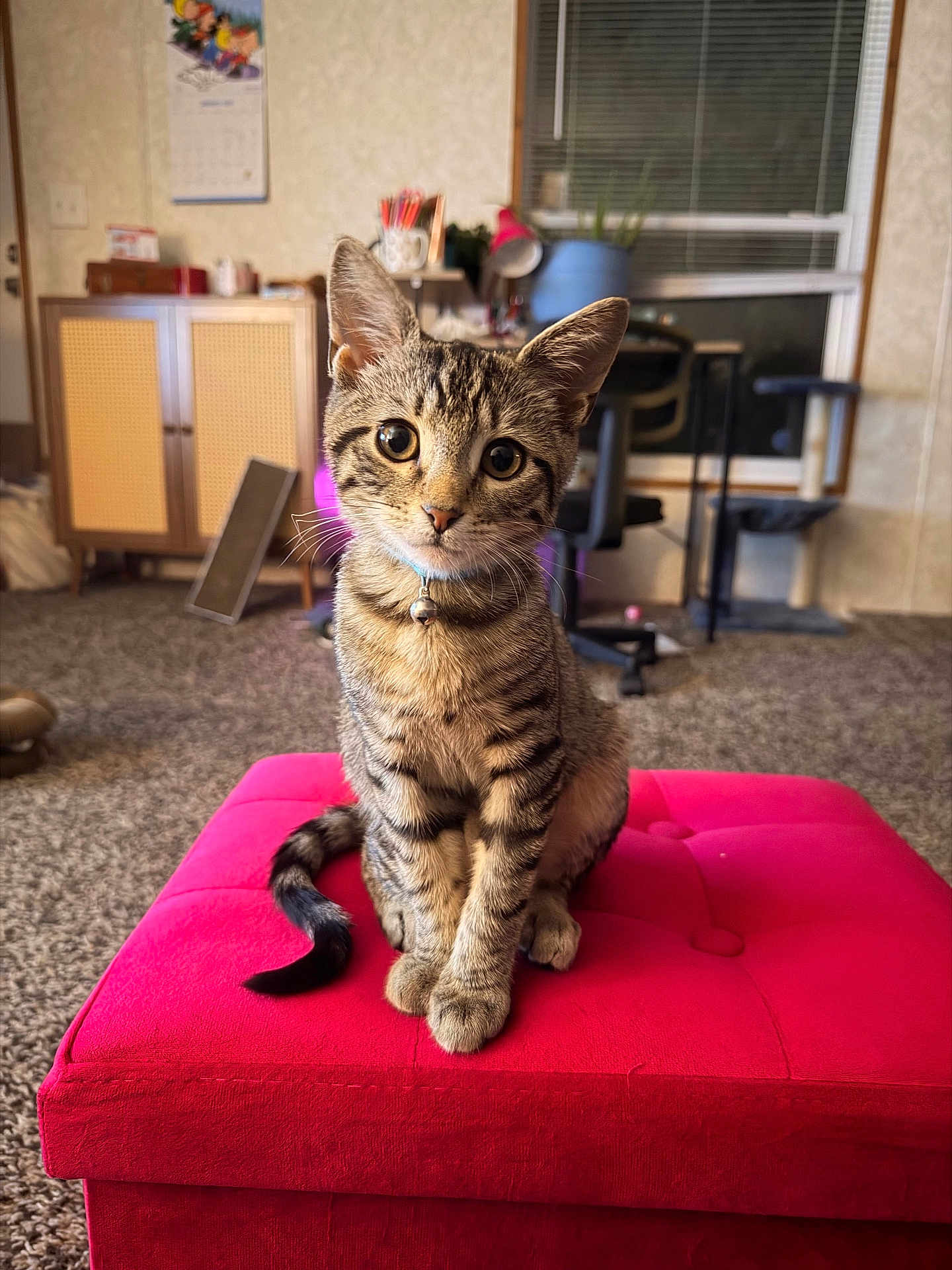 Scooter joined the competition — help win amazing prizes! cat, kitten, tabby, pet, indoor, furniture, ottoman, pink, curious, animal, cute, young, whiskers, collar, carpet, home, window, chair, plant, lamp