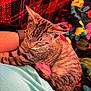 Scooter is registered to the contest to win money with this photo: kitten, cat, sleeping, tabby, pet, animal, lap, blanket, plaid, red, colorful, cozy, resting, feline, fur, striped, indoors, comfort, cute, relaxing
