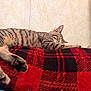 Scooter joined the competition — help win amazing prizes! cat, tabby, sleeping, resting, pet, animal, feline, striped, paw, blanket, red, black, checkered, indoor, cozy, relaxation, fur, cute, comfort, peaceful