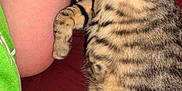Scooter is registered to the contest to win money with this photo: cat, tabby, sleeping, cute, pet, animal, feline, cozy, resting, domestic, striped, fur, paw, whiskers, collar, indoor, blanket, human, arm, relaxation