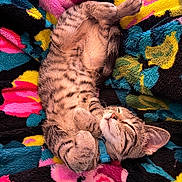 Scooter is registered to the contest to win money with this photo: cat, kitten, tabby, sleeping, relaxed, furry, pet, collar, cute, animal, domestic, striped, cozy, blanket, colorful, soft, resting, indoor, fur, paw