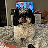 dog, pet, black_and_white, fluffy, long_hair, tongue_out, portrait, sitting, bed, bedspread, remote_control, television, bedroom, indoor, home, collar, tag, cute, funny, animal