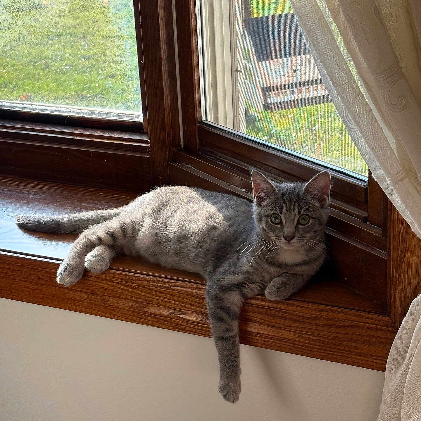 Dashlynn joined the competition — help win amazing prizes! animal, cat, cozy, curious, curtains, daylight, domestic_cat, fur, gazing, gray_tabby, home, indoor, paw, pet, relaxed, resting, sunlight, window, windowsill, wood