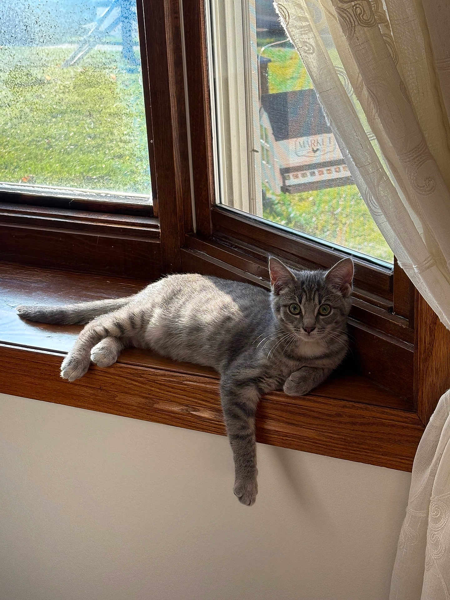 Dashlynn joined the competition — help win amazing prizes! cat, gray_tabby, windowsill, window, wood, curtains, sunlight, indoor, pet, animal, relaxed, paw, fur, gazing, home, daylight, resting, domestic_cat, curious, cozy