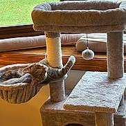 Dashlynn joined the competition — help win amazing prizes! cat, tabby_cat, cat_tree, hammock, indoor, window, rain, green_grass, furniture, pet, playing, curious, fuzzy_ball, paw, wooden_window_sill, cozy, animal, domestic_cat, home, relaxing